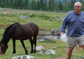 Lykkje oppdrett av hest v/ Per Sandbakken